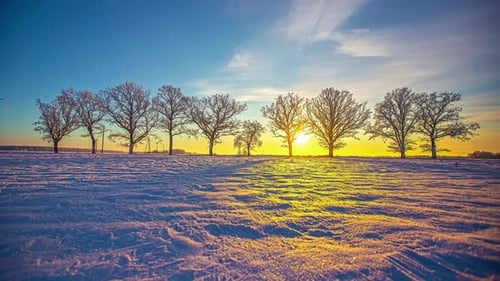 A splendidly colorful sunset a row of trees covered in frost with sun casting shadows across a snowy