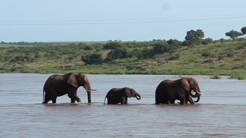 Side-on cinematic view of a small herd of African elephants steadily crossing a wide river in