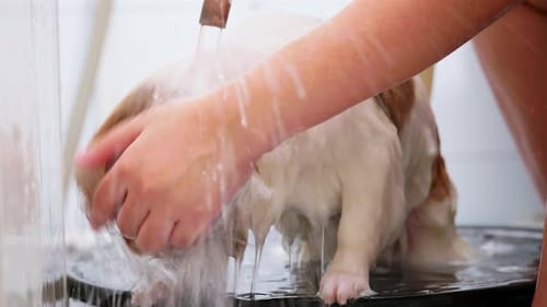 Dog Getting a Bath Indoors
