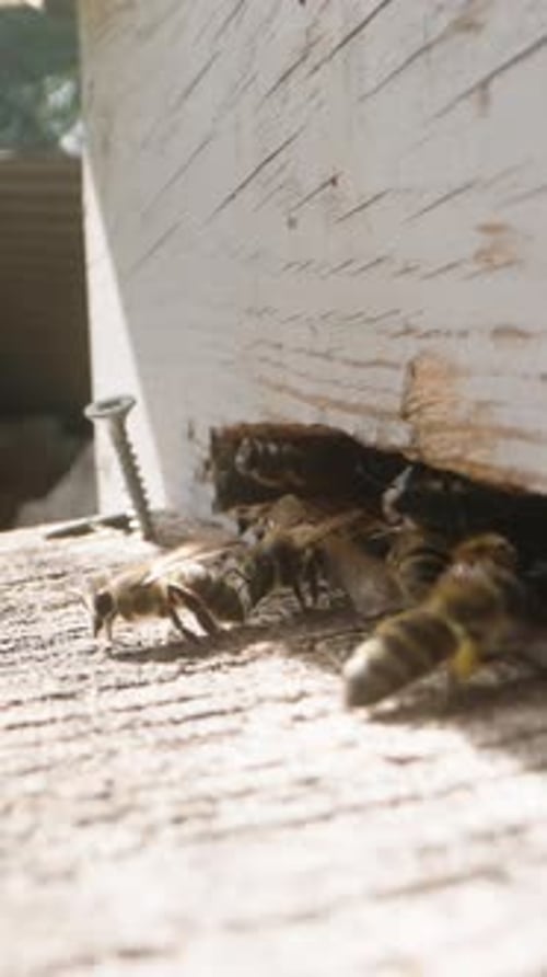 Bees Swarming Around a Rustic Wooden Beehive