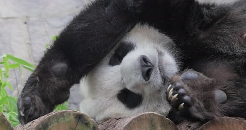 Giant panda is sleeping (Ailuropoda melanoleuca) also known as the panda bear or simply the panda,