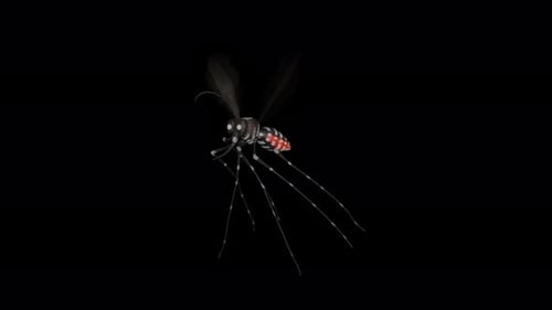flying Aedes mosquito stylized.