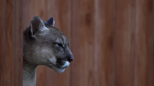 Beautiful Canadian Cougar Puma Concolor Hunting in Wildlife at Canada Forest in Morning Sun Rays