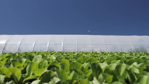 Camera Movement Along a Young Green Seedlings Сhinese Cabbage Near Greenhouse