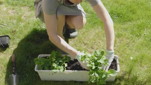 Planting Petunia Flower Pot Outdoors on Green Grass Gardening Early Spring