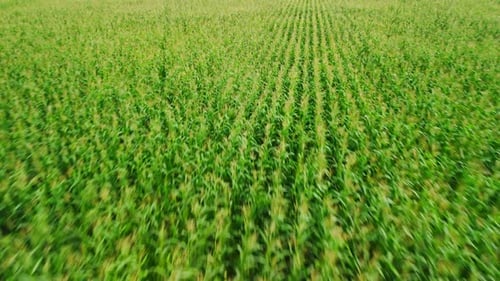 Flying Over a Green Cornfield
