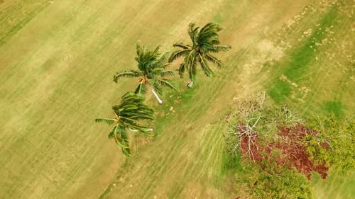 Palm trees bending in the wind at the golf course.