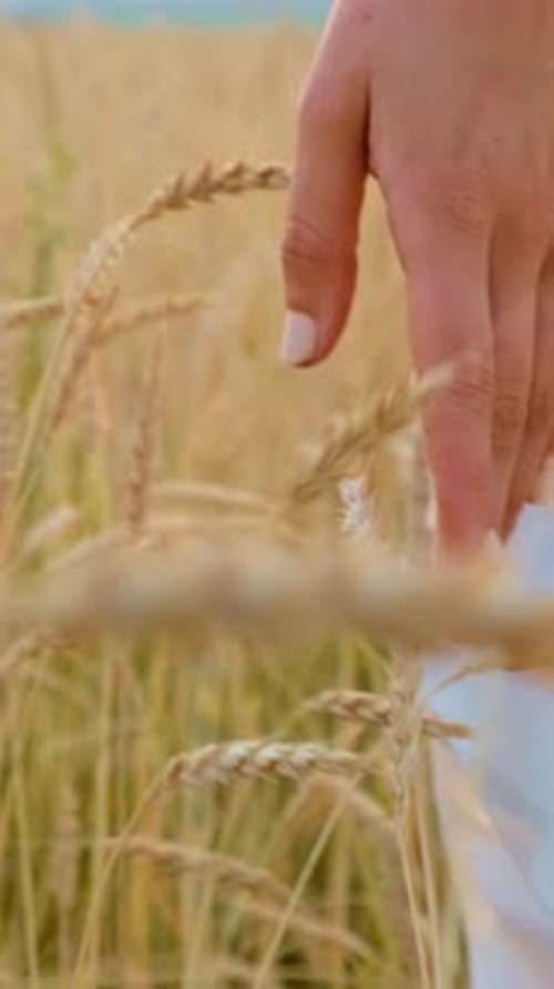 Closeup of a Hand Gently Touching Golden Wheat in a Serene Field During Sunset