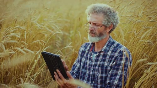 Older Man Using Tablet in Wheat Field During Golden Hour While Enjoying Nature's Tranquility