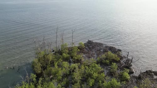 Sea water surrounded by dry dead mangrove tree