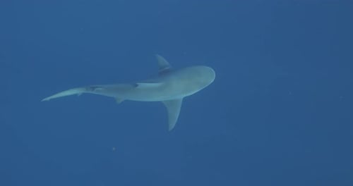 Topdown view of a bull shark swimming in ocean