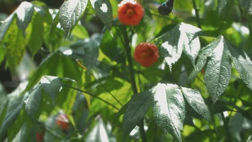 Beautiful blue humming-bird feeding on a red rose, Slow-motion shot, Cocora Valley, Colombia