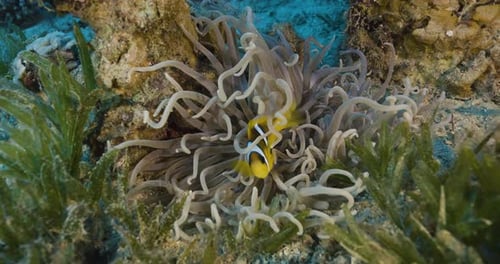 Anemone and Clownfish.