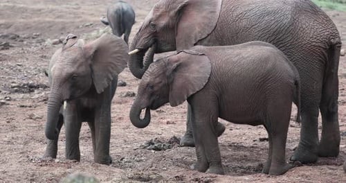 Family Of African Savanna Elephant Feeding In Kenya. slow motion shot