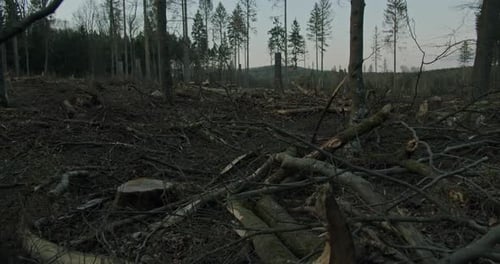 A cleared and destroyed forest area.