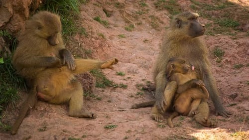 Baboons in Nature Setting