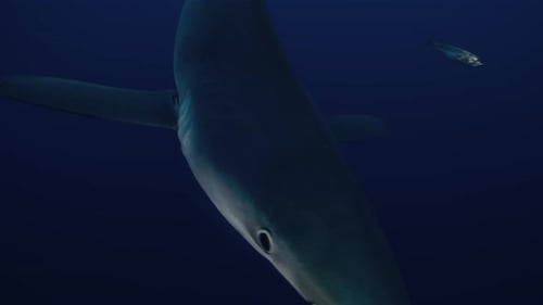 Blue Shark Swimming in Ocean Waters