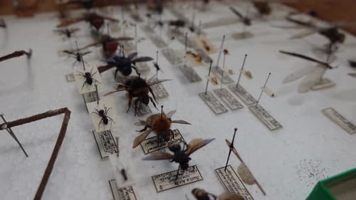Insect Collection 03