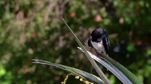 The Oriental magpie-robin is a very common passerine bird in Thailand in which it can be seen anywhe