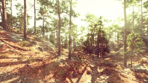 Sunlit Forest Trail Through Tall Trees During a Warm Afternoon