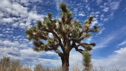 Joshua tree in the Mojave Desert - low angle with a cloudscape time lapse