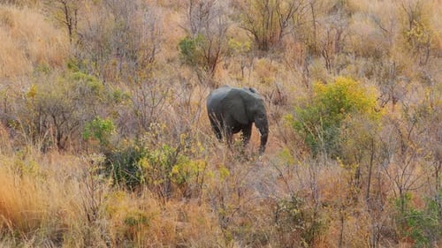 An elephant moves quietly through golden grasses and dense bushes, perfectly blending into the wild