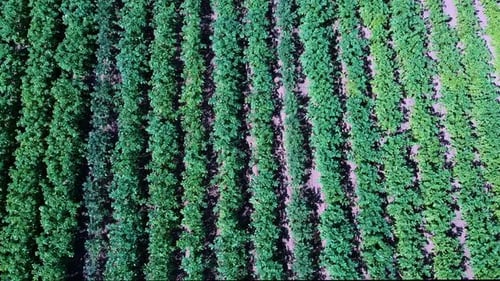 Potato Field Aerial View. Rows of Potatoes in a Field Aerial Dron Shoot. Rows of Green and Organic P
