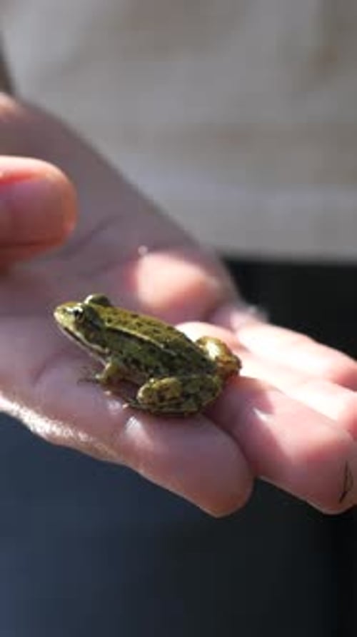 Vertikales Video Junge hält kleinen grünen Frosch in der Nähe des Sees