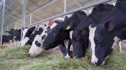 Dairy Farm