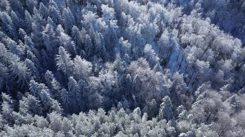 Aerial drone view of frozen trees in the forest. Mountain landscape on a sunny winter day.