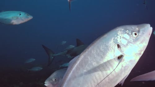 Great White Shark Carcharodon carcharias Neptune Islands South Australia slow motion 4k