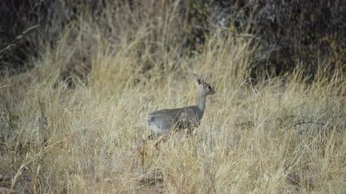 Alert Dik-dik in Dry Grassland of Samburu National Reserve, Kenya.