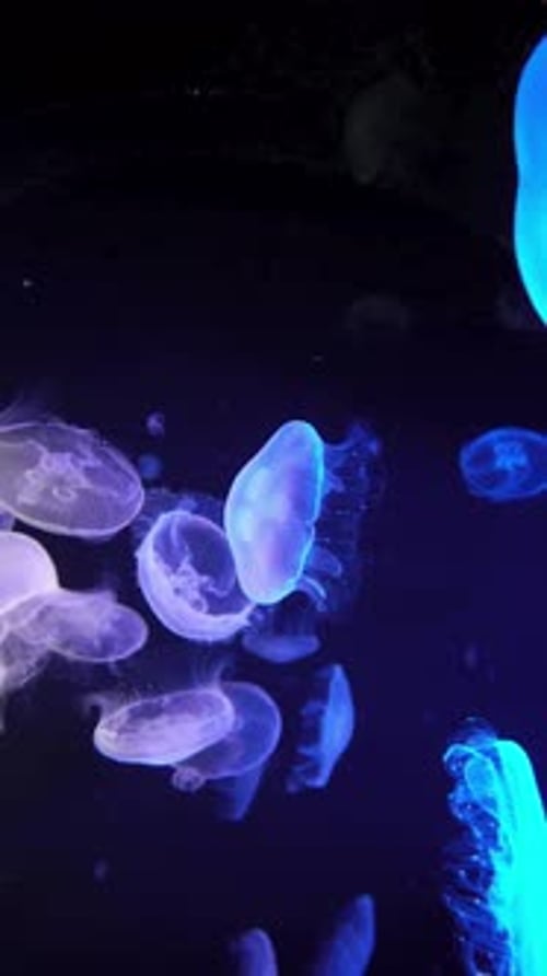 Medusa, animal, subaquática