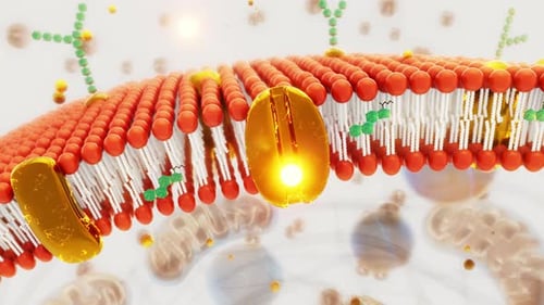 Biological Cell Membrane Protein Transport Molecular Animation