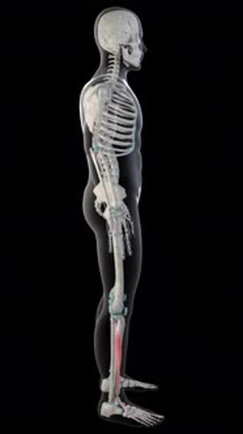Detailed 3D Human Skeleton Anatomy with Muscle Highlight