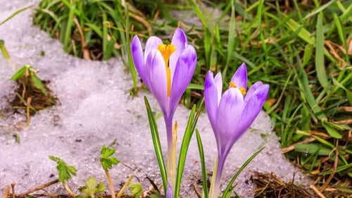 Crocus Flower Blooming in Green Snowy Meadow Spring Time lapse