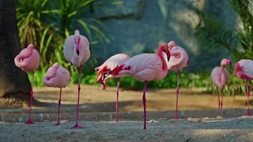 Gros plan d'un flamant rose d'Amérique rouge aux couleurs vives Cette vidéo en gros plan montre une vue détaillée