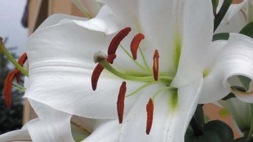 Macro Shot Of A White Royal Lily Flower In Full Bloom - close up