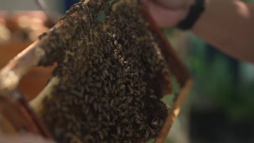 Imker hält einen Bienenstock mit Bienenwabe, Holzrahmen voller Bienen