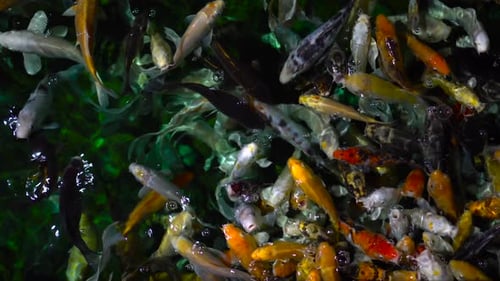 Viele bunte Koi-Fische kommen aus dem Wasser und warten auf Nahrung. Japanische Fische im