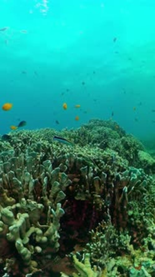 Vibrant Coral Reef with Tropical Fish Underwater