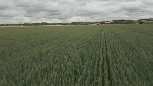 Hohe Weizenpflanzen, die an einem bewölkten Tag im Wind von einer Seite zur anderen schwanken