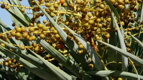 Closeup View of a Dragon Tree with Clusters of Small Round Golden Fruits Among Long Spiky Leaves