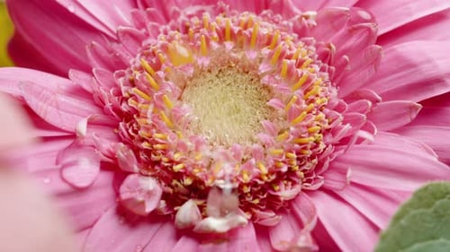 Plan macro d'un bourgeon de Gerbera rose, sur lequel coulent des gouttelettes d'eau.