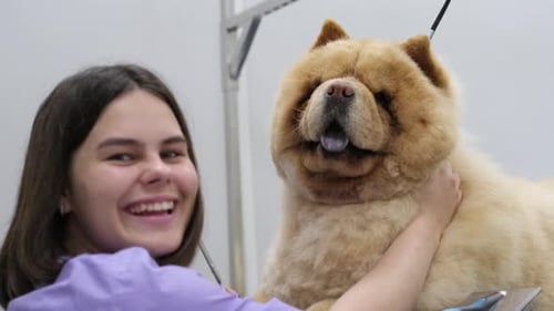 Woman Grooming Fluffy Chow Chow Dog with Clippers