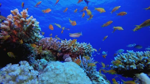 Reef Underwater Coral Garden