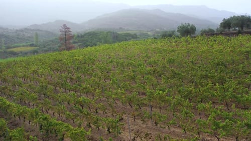 Aerial of Olive Trees in a Green Field on Sardinia