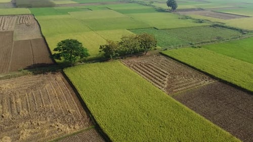 Drone footage of the village's paddy fields.