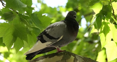 The rock dove, rock pigeon, or common pigeon, France