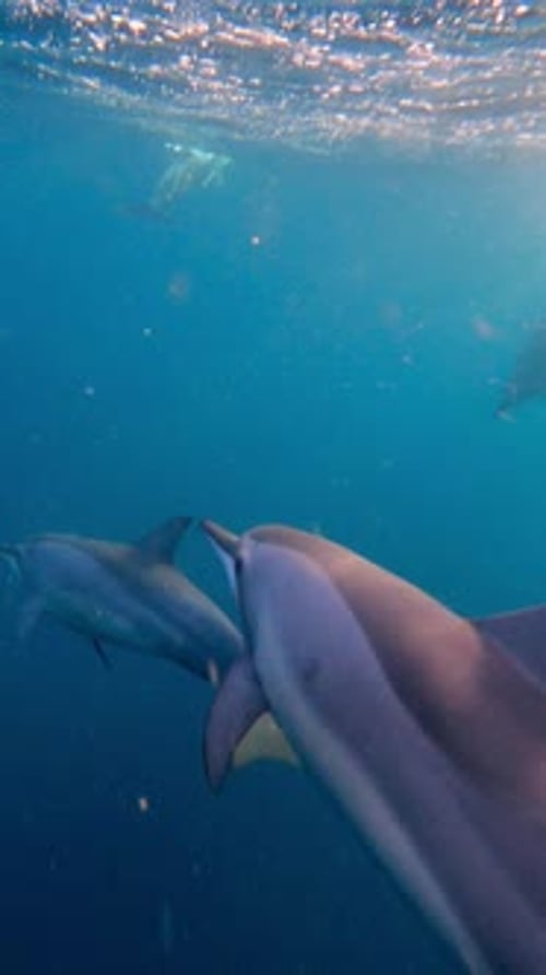 Wild Dolphins Swimming Underwater In Crystal Clear Blue Ocean Sea Water